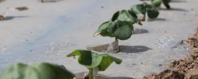 棉花苗怎么管理