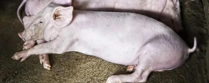 猪得了非洲猪瘟几天死亡