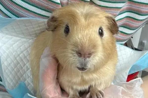 荷兰猪会不会认主，在具有感情基础的情况下会认主