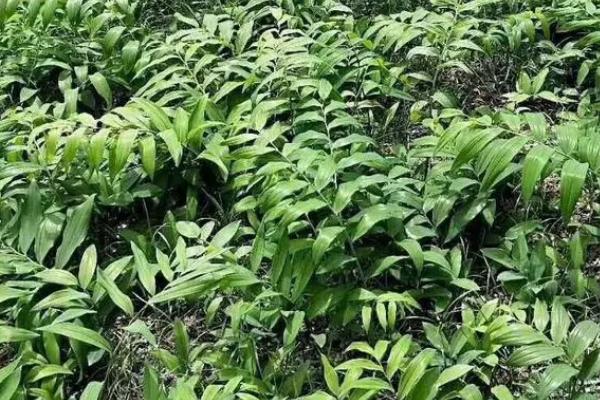 黄精田间管理技术，出苗后要经常除草