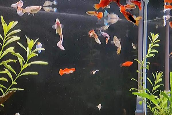 孔雀鱼怎么饲养，一定要保持水温