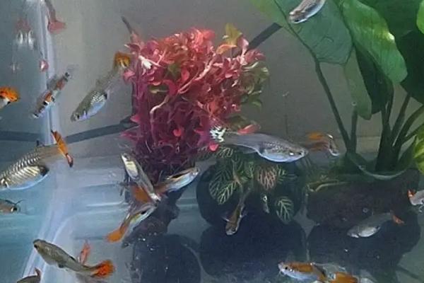 孔雀鱼怎么饲养，一定要保持水温