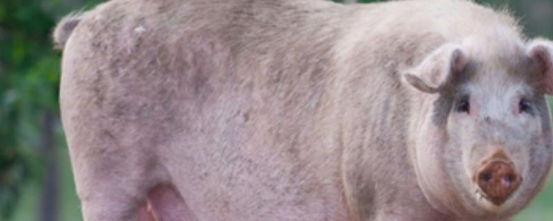 家猪是不是由野猪驯化而来