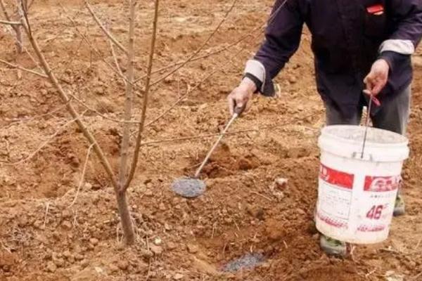 早春桃树应如何施肥，结合人粪尿施加氮、磷、钾肥