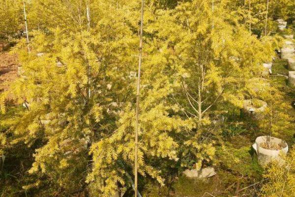 怎么种植黄金香柳，可选择发育充实的枝条进行扦插
