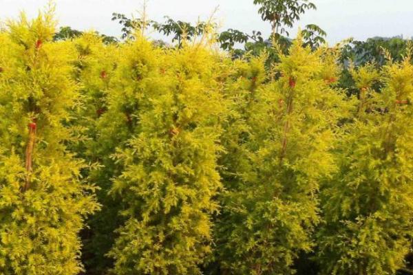 怎么种植黄金香柳，可选择发育充实的枝条进行扦插