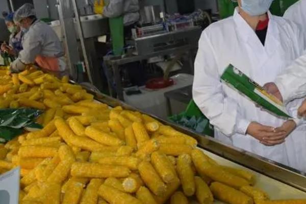 高油玉米如何加工利用，需要进行合理加工利用