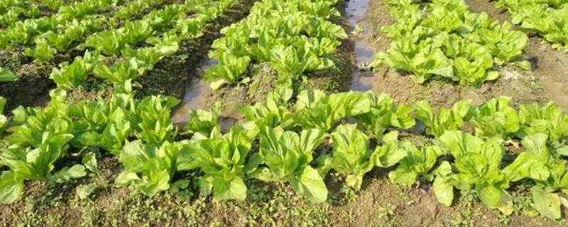 夏季种植蔬菜如何预防高温