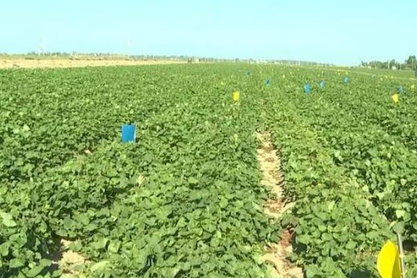 甘薯高产施肥管理技巧，农家肥为主化肥为辅