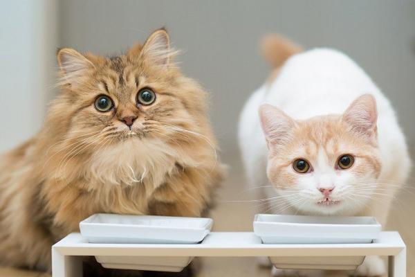 猫咪呕吐什么原因引起的，毛球症、体内寄生虫、猫瘟等都会导致