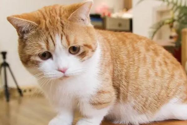 猫咪呕吐什么原因引起的，毛球症、体内寄生虫、猫瘟等都会导致