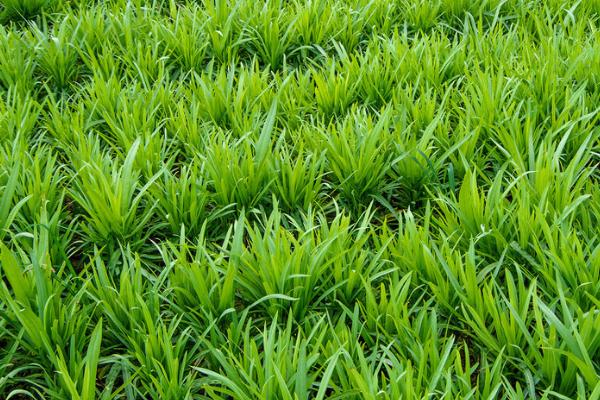 移栽韭菜时要不要剪掉叶片，剪除后不利于后期生长