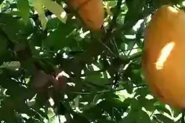 油瓜叶片变黄怎么办，需根据发生原因采取针对性措施