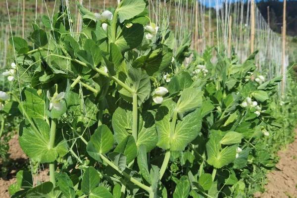 豌豆属于什么科，属于豆目、豆科、豌豆属植物