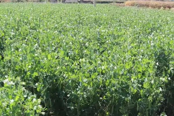 豌豆属于什么科，属于豆目、豆科、豌豆属植物