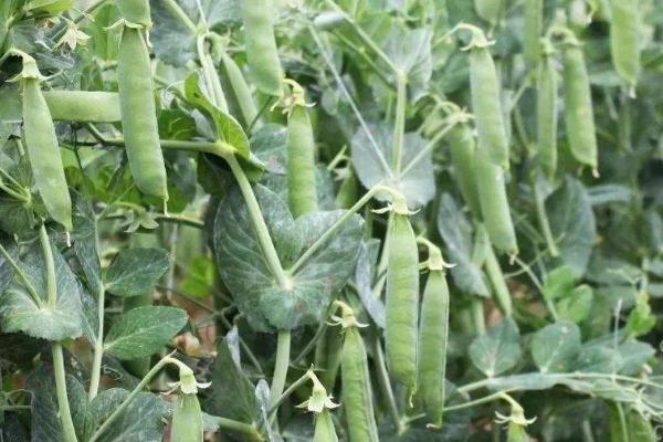 豌豆属于什么科，属于豆目、豆科、豌豆属植物