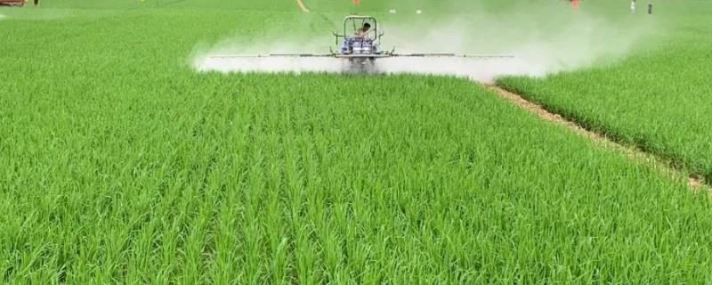 水稻对哪些农药敏感