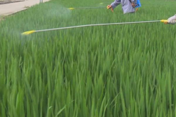 水稻对哪些农药敏感，比如二苯醚类、有机氯等农药