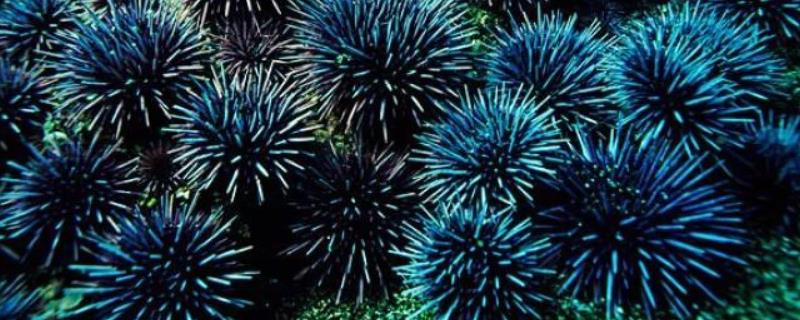 海胆有没有眼睛和嘴巴