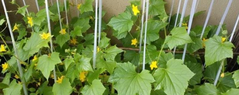 黄瓜幼苗花芽分化的特点