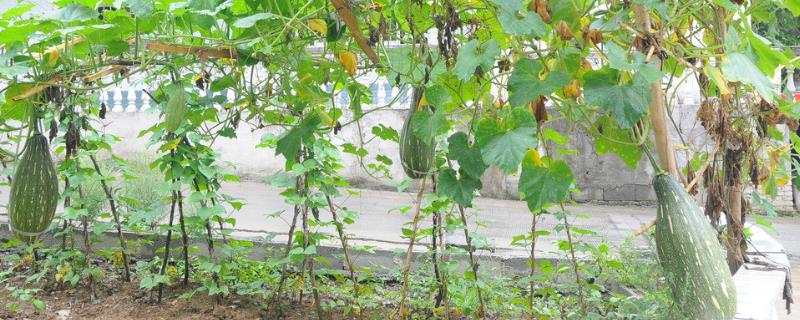 种植南瓜如何正确浇水