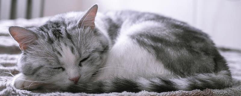 猫咪睡觉为什么把身体卷成团