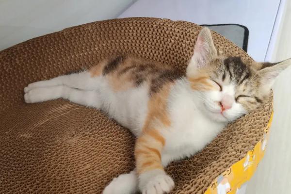 猫咪睡觉为什么把身体卷成团，缺乏安全感和环境温度低都会导致