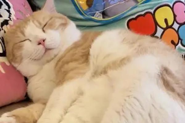 猫咪睡觉为什么把身体卷成团，缺乏安全感和环境温度低都会导致