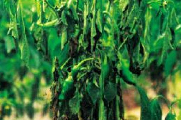 蔬菜青枯病的症状，植株白天萎蔫、晚上恢复