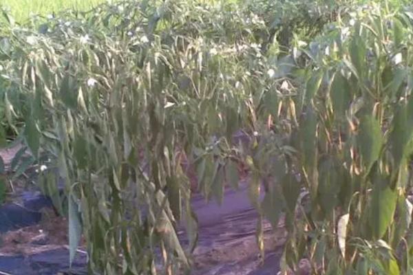 蔬菜青枯病的症状，植株白天萎蔫、晚上恢复
