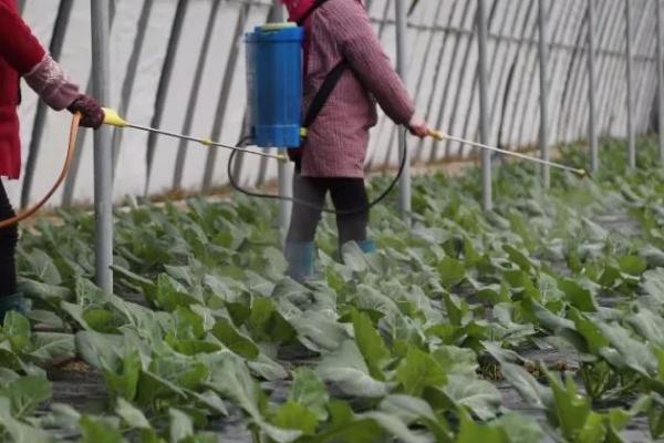 蔬菜青枯病的症状，植株白天萎蔫、晚上恢复