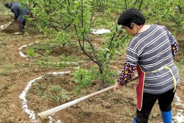 春季如何追肥，要注意冲施方式和选用合适的肥料