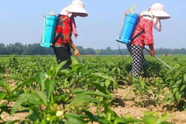 如何防治辣椒、甜椒缺素症，要看是什么原因导致的