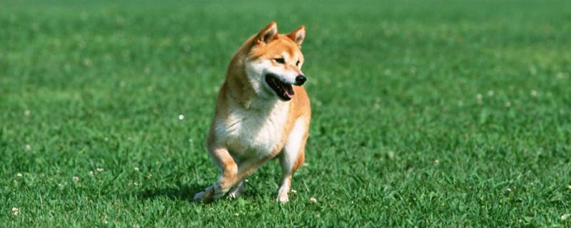 小h是什么狗品种