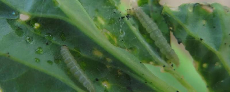 怎么防治蔬菜小菜蛾