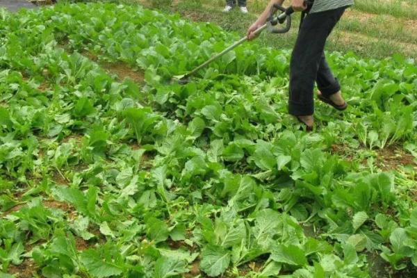怎么防治蔬菜小菜蛾，虫害重发区要和瓜类、 豆类进行轮作