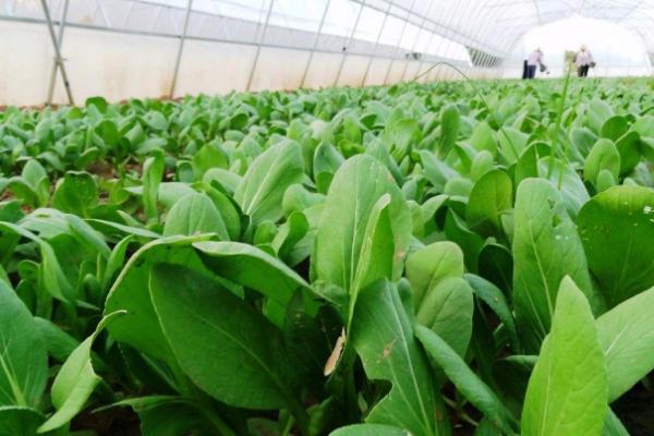 怎么防治蔬菜小菜蛾，虫害重发区要和瓜类、 豆类进行轮作