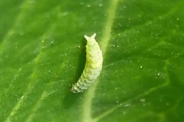 怎么防治蔬菜小菜蛾，虫害重发区要和瓜类、 豆类进行轮作