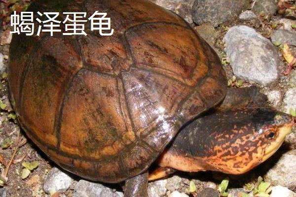 蝎泽蛋龟和红面蛋龟的区别，外观和体型均不同