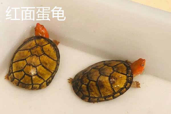蝎泽蛋龟和红面蛋龟的区别，外观和体型均不同