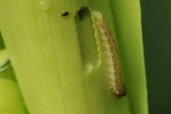 玉米螟虫危害症状，叶片上会被啃食出一排排孔洞