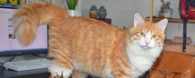 猫咪爱你的表现