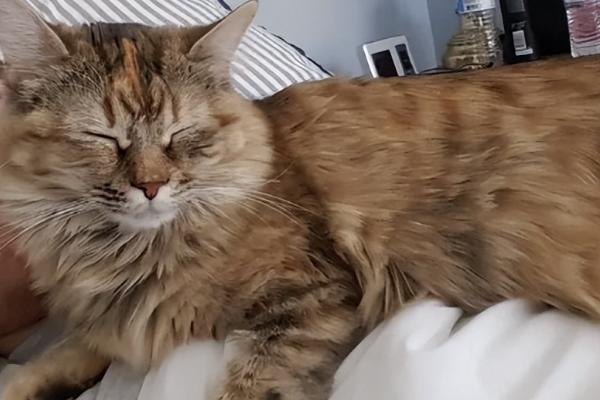 猫咪爱主人的表现，会对信任的人露出肚皮
