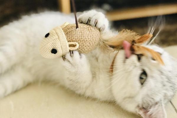 猫咪爱主人的表现，会对信任的人露出肚皮