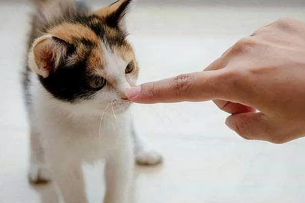 猫咪爱主人的表现，会对信任的人露出肚皮