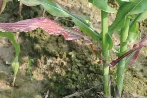 玉米苗变红的原因，可能是缺磷、积水、温度过低等因素所导致