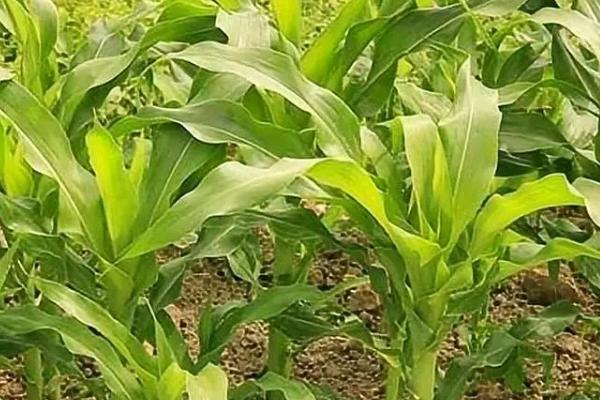 玉米苗变红的原因，可能是缺磷、积水、温度过低等因素所导致