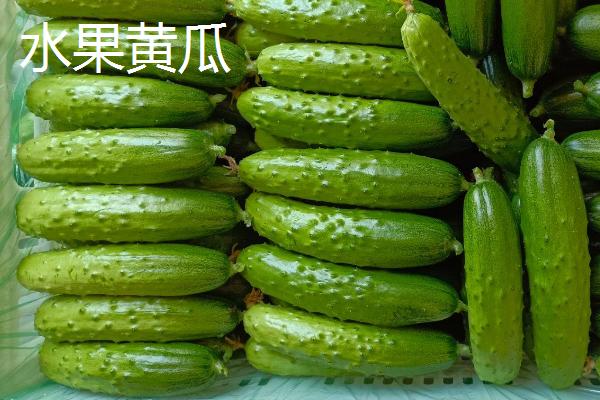 水果黄瓜是不是转基因食品，属于经过改良的黄瓜品种、并不是转基因食品