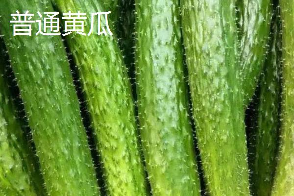 水果黄瓜是不是转基因食品，属于经过改良的黄瓜品种、并不是转基因食品