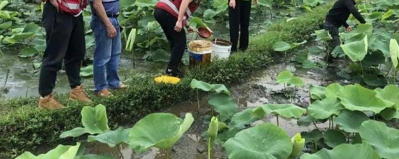 莲藕的施肥时间